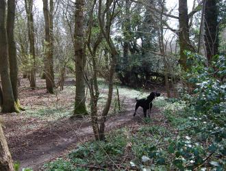 Dog in woodland