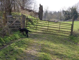Dog and gateway