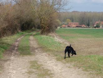 Dog on footpath